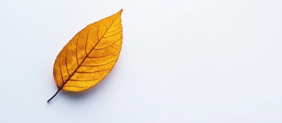 Leinwandbilder - yellow leaf separated on a white background copyspace negative space area for text