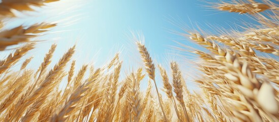 Poster - Close up of ripe wheat or rye ears against a clear blue sky viewed from a low angle. with copy space image. Place for adding text or design