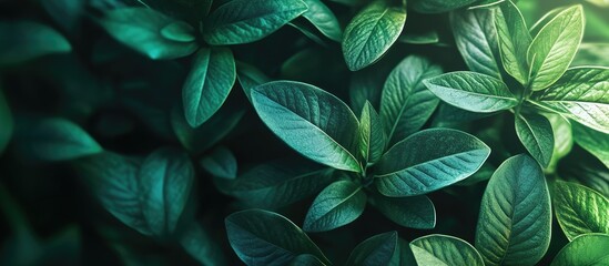 Fototapete - Background image of plant leaves. with copy space image. Place for adding text or design
