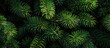 © vxnaghiyev - Green spruce pine needles bloom. with copy space image. Place for adding text or design