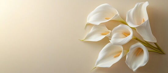 Fototapete - Beautiful calla lily flowers on a paper background. with copy space image. Place for adding text or design