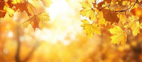 Aufkleber - Yellow autumn maple leaves in a forest Selective focus Blurred background of autumn nature concept banner with copy space