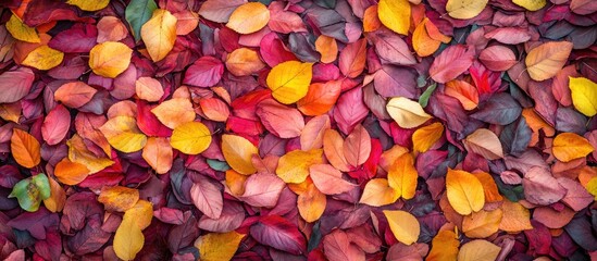 Poster - Colorful autumnal carpet made of leaves. with copy space image. Place for adding text or design