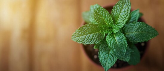 Aufkleber - Close up photo of a lovely green mint plant leaf in a pot. with copy space image. Place for adding text or design