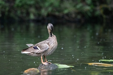 Wall Mural - Beautiful wild ducks are swimming in the pond.