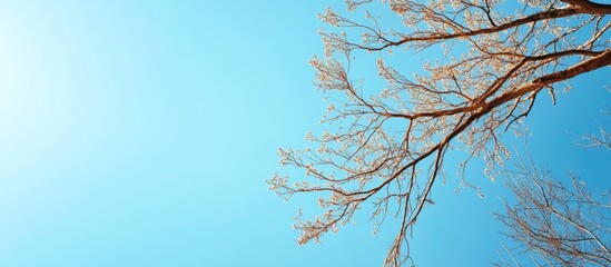 Poster - Tree branches set against the blue sky Copyspace available for text