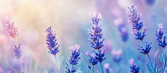 Aufkleber - A vertical image of fragile lavender flowers blossoming in a garden. with copy space image. Place for adding text or design