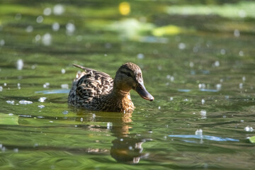 Wall Mural - Beautiful wild ducks are swimming in the pond.