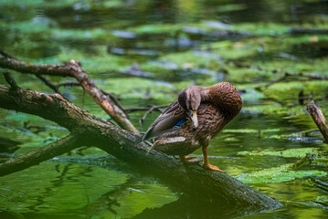 Wall Mural - Beautiful wild ducks are swimming in the pond.