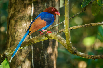 Wall Mural - sri lanka or ceylon blue-magpie - urocissa ornata brightly coloured bird corvidae in sri lanka, hunt