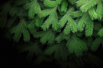 Wall Mural - lush green pine tree branches creating a serene atmosphere in nature during daytime