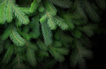 Wall Mural - lush evergreen branches create a vibrant display in a dark forest setting during early morning