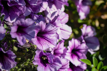 Wall Mural - close-up of flowering Dakota Verbena (bippinatifida)