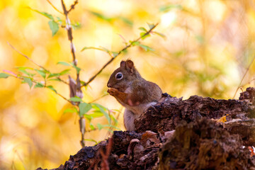 Wall Mural - american red squirrel (tamiasciurus hudsonicus) known as the pine squirrel, north american red squir