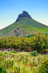 Poster - Lion's Head Mountain with lush forest and fynbos vegetation, from Table Mountain