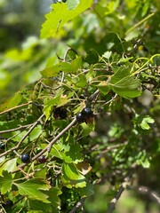 Wall Mural - green currant on the bush. Green berries on black currants.