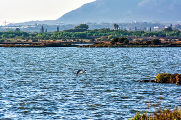 Wall Mural - Seagull Flying Over Gialova Lagoon Waters