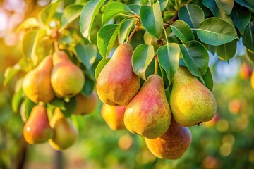ripe pears hanging on a branch with green leaves, low angle view