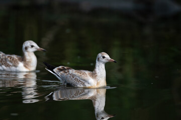 Poster - A pair of gulls swimming in a clear lake with their reflection in the water. Black-headed Gull, Chroicocephalus ridibundus