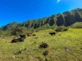 Cows grazing in a grassy field 