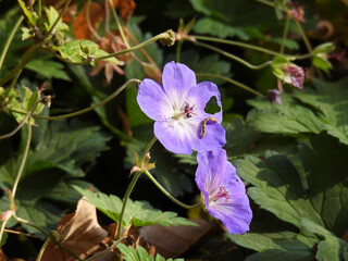 flower in the garden