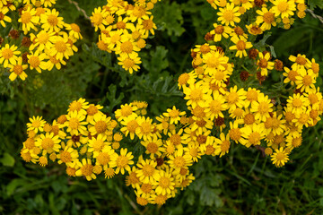 Wall Mural - Close up full frame texture background of Yellow Ragwort flowers (Jacobaea vulgaris) in bloom in a remote country meadow