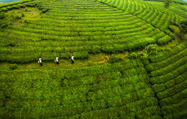 Muong ethnic girls are picking tea