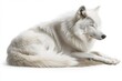 © Kanrakorn - White arctic fox resting peacefully on a soft surface, eyes closed, white isolate background.