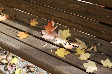 Wall Mural - Colorful fall leaves on wooden park bench