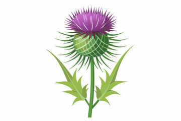 Sticker - Vector illustration of Gomphrena globosa or globe amaranth