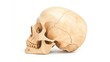 © Chanagun - Detailed human skull model, white isolated background