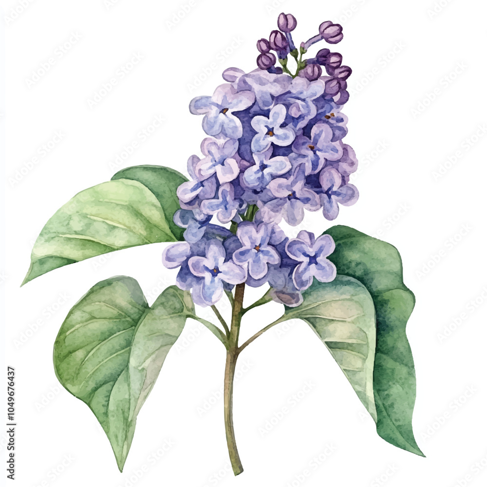 lilac flower watercolor clipart illustration Stock Vector | Adobe Stock
