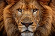 © felix_brönnimann - Majestic Close-Up of a Lions Face Capturing Intense Gaze and Rich Mane Detail, Perfect for Wildlife and Nature Themed Projects