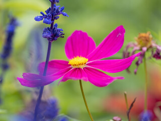 Wall Mural - A wonderful red dahlia flower is blooming in the garden.