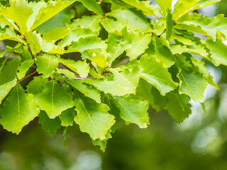 Wall Mural - Oak branches with green and yellow leaves in autumn park.