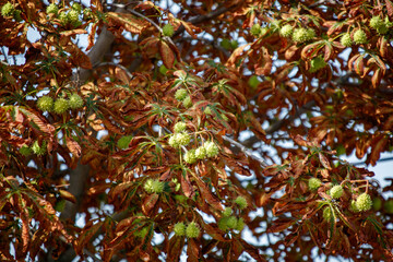 Canvas Print - A tree with many nuts on it