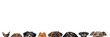 © eds30129 - Heads of several curious dogs peeking over the edge of a panoramic image on a white background with space for text
