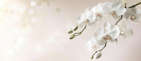 Fototapete - Branch of a lovely white orchid in soft pastel hues. with copy space image. Place for adding text or design