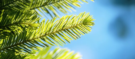 Poster - Close up of Norfolk Island pine leaves against the sky. with copy space image. Place for adding text or design