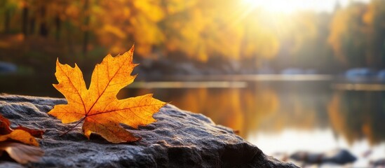 Poster - autumn leaf in the wild. with copy space image. Place for adding text or design