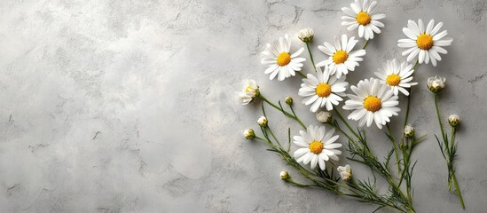 Leinwandbilder - cluster of small daisy flowers on a closeup gray textured background. with copy space image. Place for adding text or design