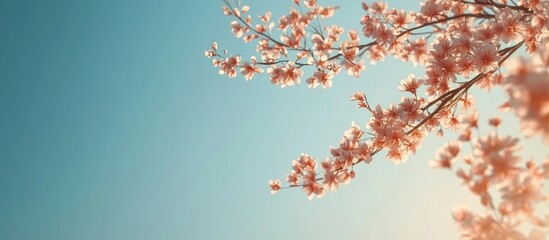 Leinwandbilder - Flowering tree branches and a clear sky The idea of beginning a new season The notion of being mindful of the environment. with copy space image. Place for adding text or design