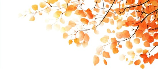 Leinwandbilder - Autumn leaves against a white background Autumn is a beloved season for all The leaves are transforming in color the air is refreshing and the weather is ideal for outdoor activities
