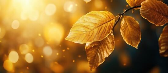 Poster - Close up photography of golden autumn leaves in sunlight. with copy space image. Place for adding text or design