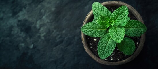 Aufkleber - Close up photo of a lovely green mint plant leaf in a pot. with copy space image. Place for adding text or design