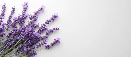 Poster - Top view of a bouquet of purple lavender blossoms on a white background Bouquet of lavandula blooms. with copy space image. Place for adding text or design