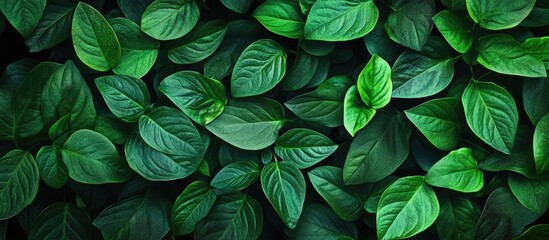 Poster - Nature of green leaves in a garden Natural green leaf plants serve as a backdrop for an environmental cover page showcasing ecology or greenery wallpaper. with copy space image