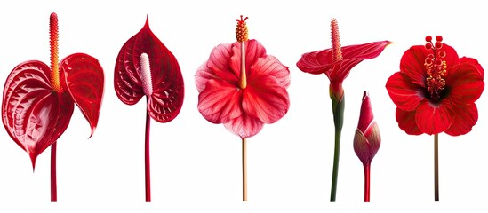 Leinwandbilder - Collection of stunning red flowers isolated on a white background Tail flower or flaming flower anthurium dahlia gerbera hibiscus camellia. with copy space image. Place for adding text or design