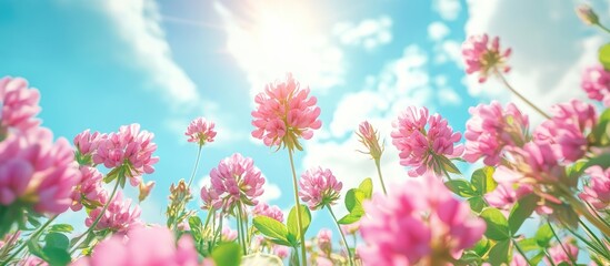 Poster - Wild pink flowers of Alsike clover Trifolium hybridum ssp elegans in a field with the sky in the background selective focus viewed from below. with copy space image. Place for adding text or design