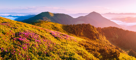 Wall Mural - Magical rhododendron flowers on mountain slopes in pink shades. Carpathian mountains, Ukraine. Photo wallpapers.